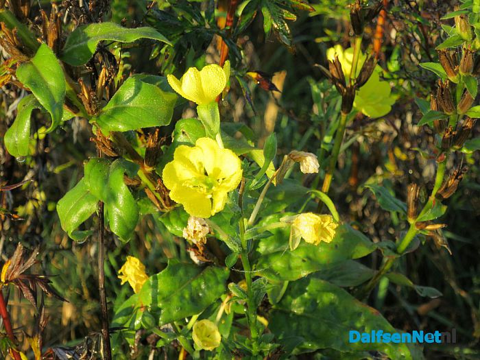 De natuur met herfst en lente - Foto: Wim