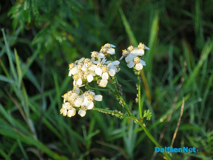 De natuur met herfst en lente - Foto: Wim