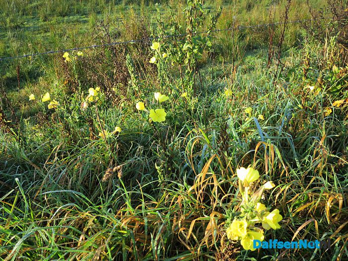 De natuur met herfst en lente - Foto: Wim