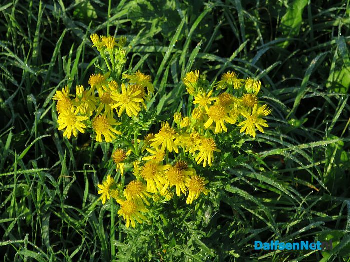 De natuur met herfst en lente - Foto: Wim