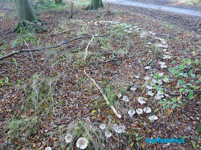 De natuur met herfst en lente - Foto: Wim