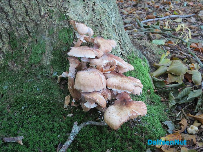 De natuur met herfst en lente - Foto: Wim