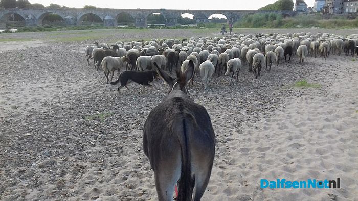 Hoonhorster schaapherder in Frankrijk - Foto: Wim