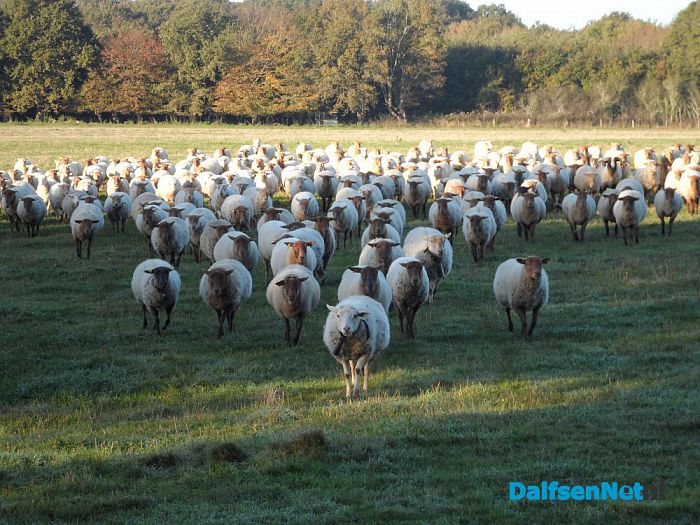 Hoonhorster schaapherder in Frankrijk - Foto: Wim