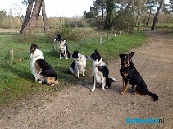 Hoonhorster schaapherder in Frankrijk - Foto: Wim