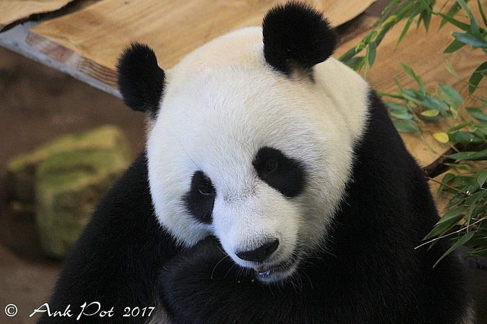Foto van de maand van Ank - Foto: Ank Pot