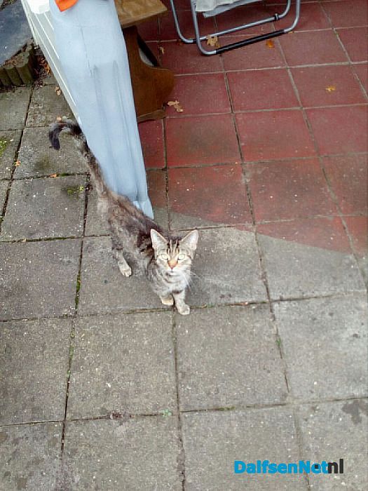 Reactie op de kat - Foto: Ingezonden foto