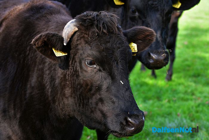 Japanse Wagyu runderen op Rechteren - Foto: Johan Bokma