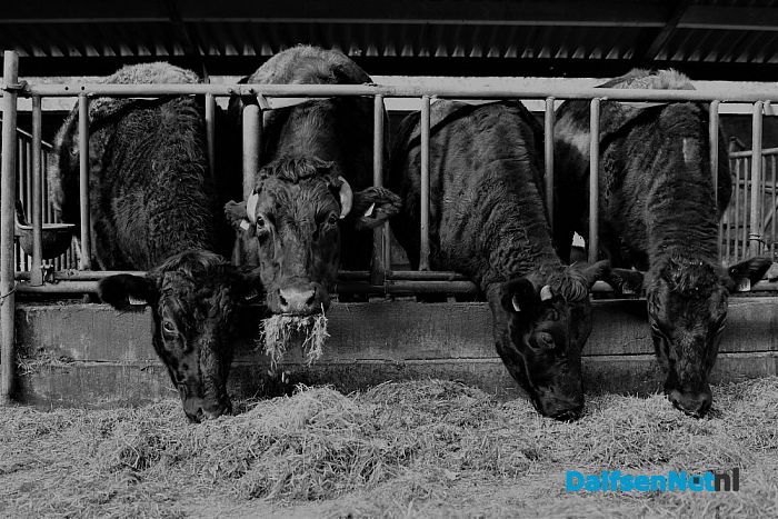 Japanse Wagyu runderen op Rechteren - Foto: Johan Bokma