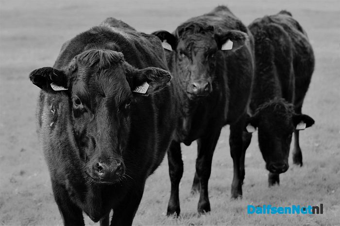 Japanse Wagyu runderen op Rechteren - Foto: Johan Bokma