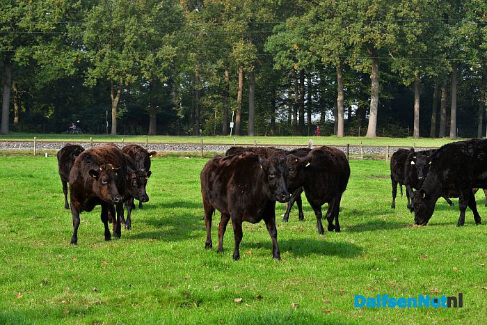 Japanse Wagyu runderen op Rechteren - Foto: Johan Bokma