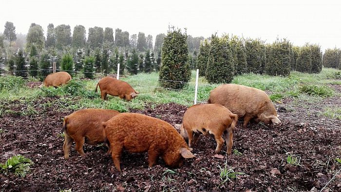 Grote Eikels! - Foto: Eigen geleverde foto
