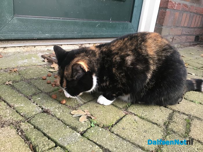 Van wie is deze poes? - Foto: Ingezonden foto