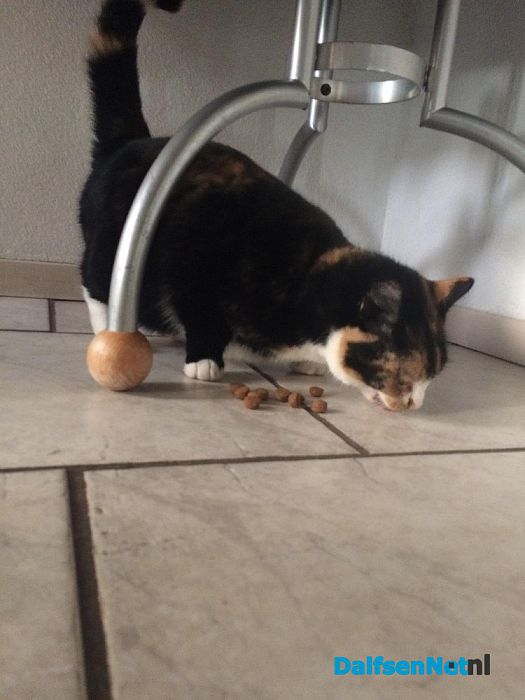 Van wie is deze poes? - Foto: Ingezonden foto