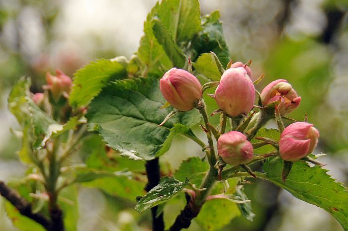 Project Boeren planten bomen Dalfsen - Foto: Eigen geleverde foto