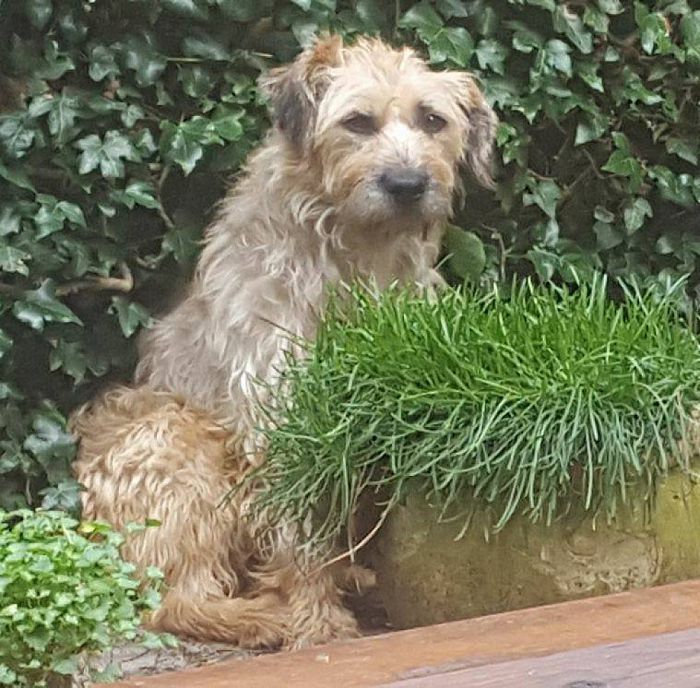 Hond al bijna 4 weken vermist - Foto: Eigen geleverde foto