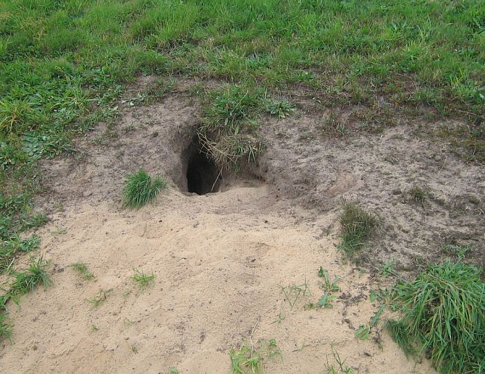 Graafschade aan dijken door muizen en honden - Foto: Eigen geleverde foto