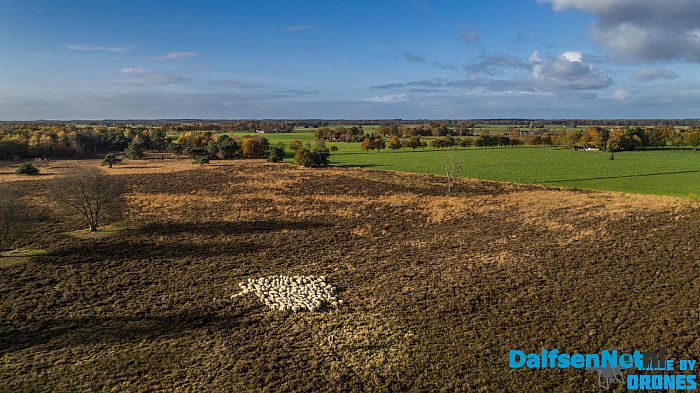 Schaapskudde Lemelerberg - Foto: Ingezonden foto