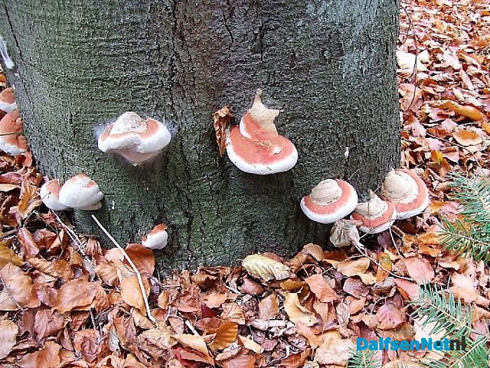 Bomen overleven paddenstoelen niet - Foto: Wim