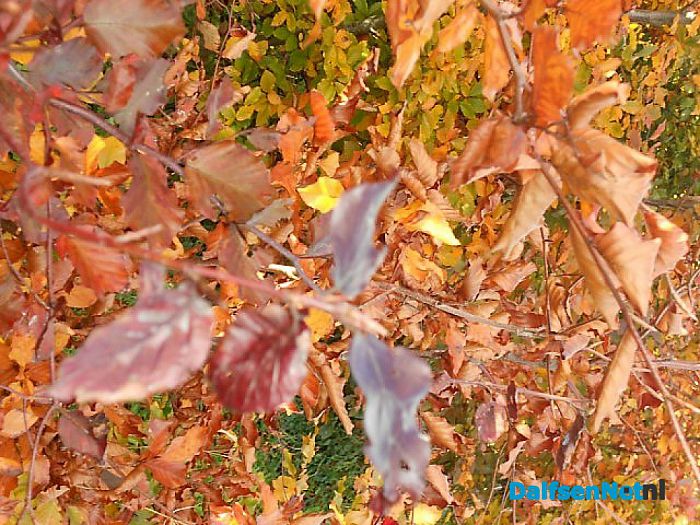 Herfst, ook bij de boomkweker