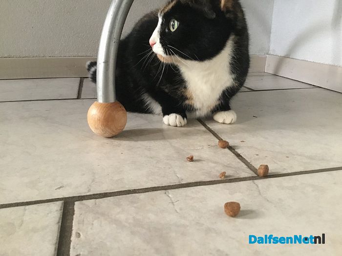 Van wie is deze poes? - Foto: Ingezonden foto