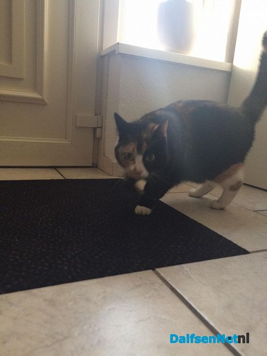 Van wie is deze poes? - Foto: Ingezonden foto