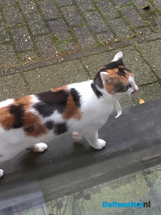Poes vermist en weer terug - Foto: Ingezonden foto