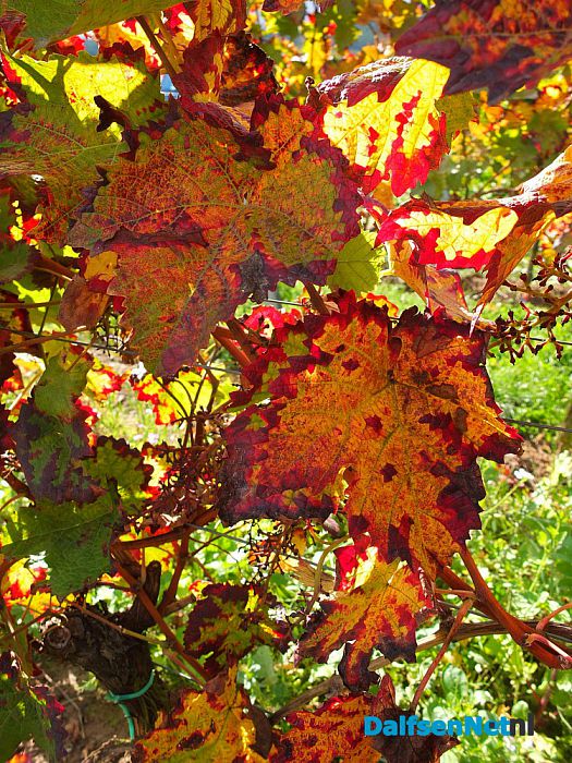 Herfstkleurexpressie - Foto: Ingezonden foto