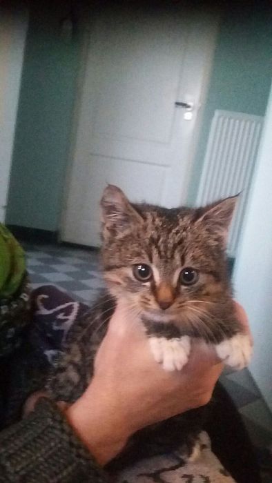 Kat(je) gevonden - Foto: Eigen geleverde foto