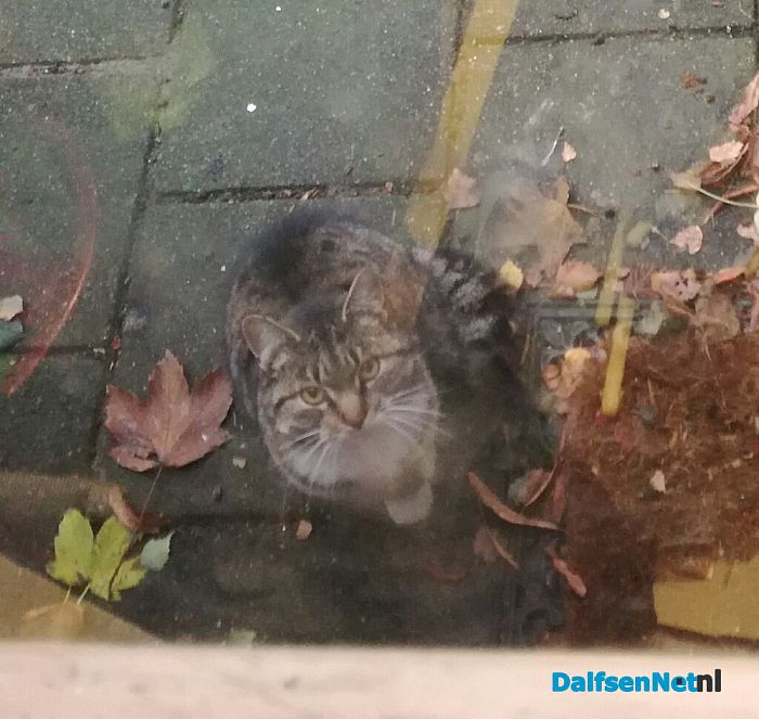 Wie mist een poes/kater - Foto: Ingezonden foto