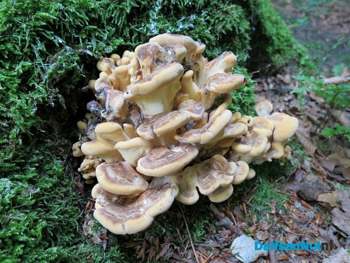 Bomen overleven paddenstoelen niet - Foto: Wim