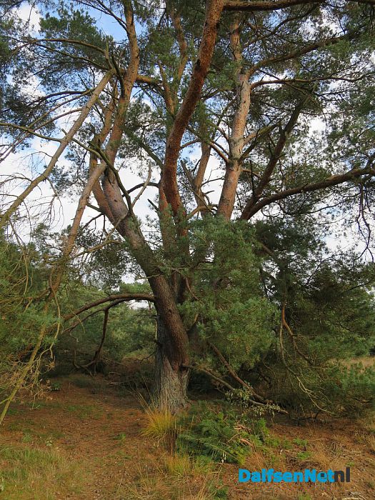 Natuurwerkdag in het Rechterenseveld - Foto: Wim