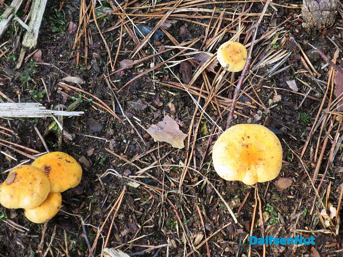 Paar natuurfoto’s met prachtig weer op zaterdag - Foto: Wim