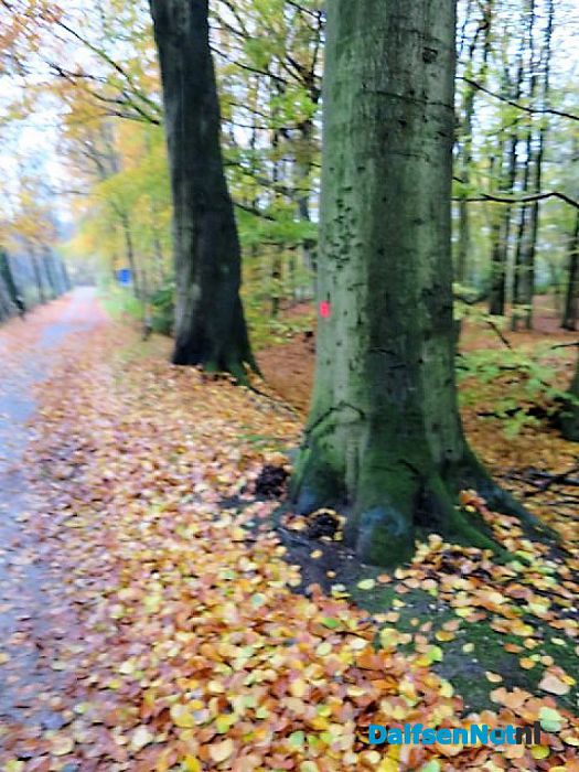 Bomen overleven paddenstoelen niet - Foto: Wim