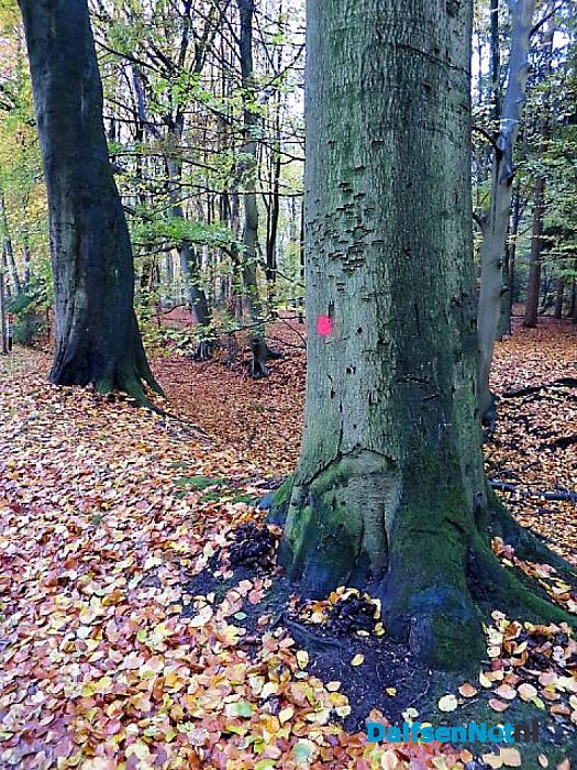 Bomen overleven paddenstoelen niet - Foto: Wim