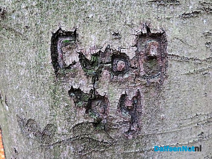 Bomen vertellen veel verhalen - Foto: Wim