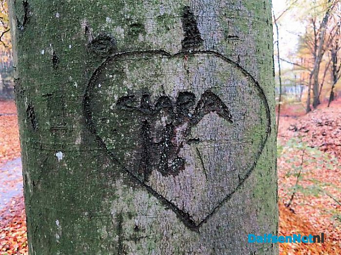 Bomen vertellen veel verhalen - Foto: Wim