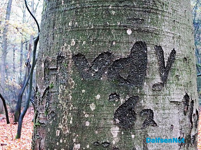 Bomen vertellen veel verhalen - Foto: Wim