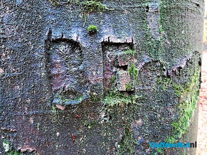 Bomen vertellen veel verhalen - Foto: Wim