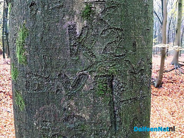 Bomen vertellen veel verhalen - Foto: Wim