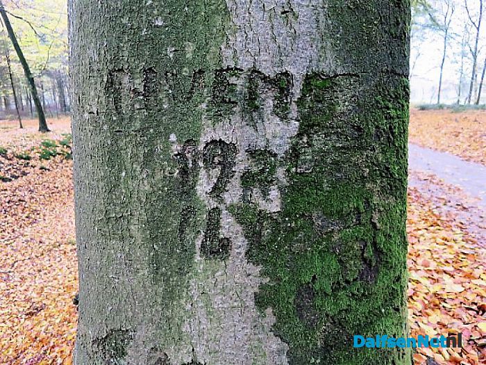 Bomen vertellen veel verhalen - Foto: Wim