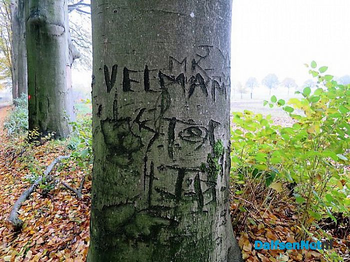Bomen vertellen veel verhalen - Foto: Wim