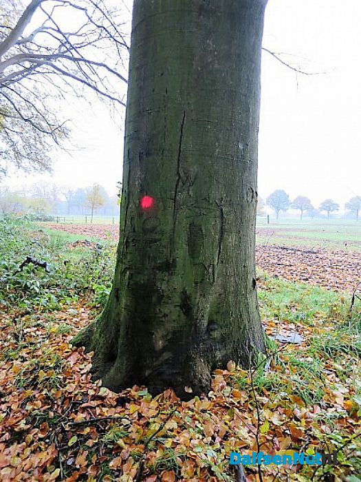 Bomen overleven paddenstoelen niet - Foto: Wim