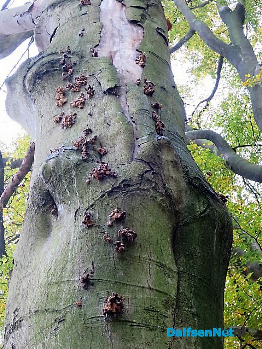 Bomen overleven paddenstoelen niet - Foto: Wim