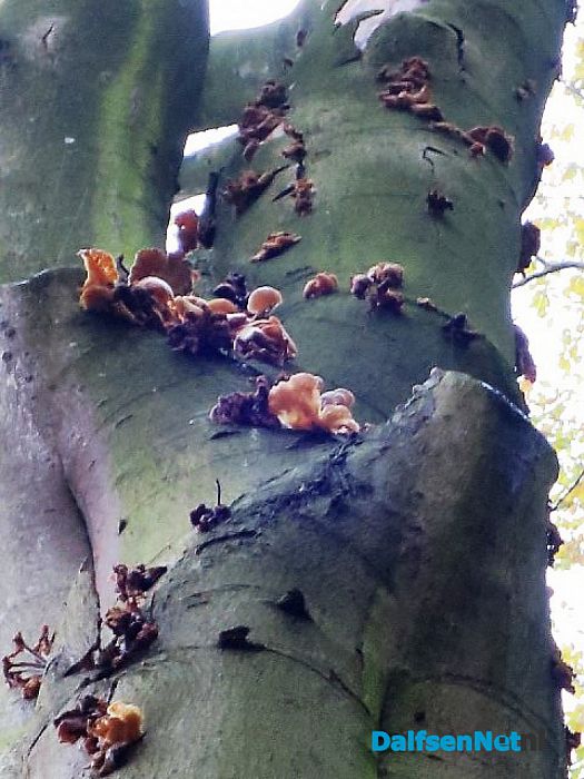 Bomen overleven paddenstoelen niet - Foto: Wim