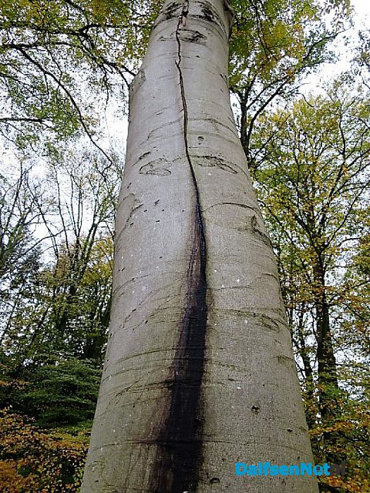Bomen overleven paddenstoelen niet - Foto: Wim