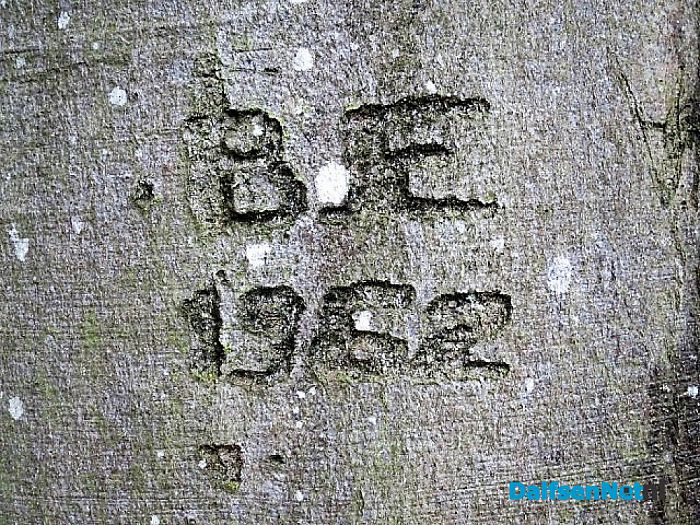 Bomen vertellen veel verhalen - Foto: Wim