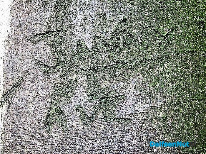 Bomen vertellen veel verhalen - Foto: Wim