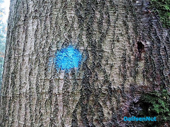 Bomen overleven paddenstoelen niet - Foto: Wim