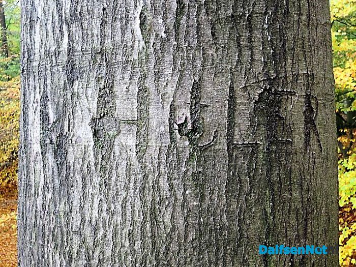 Bomen vertellen veel verhalen - Foto: Wim